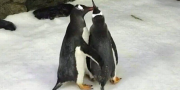 pinguins